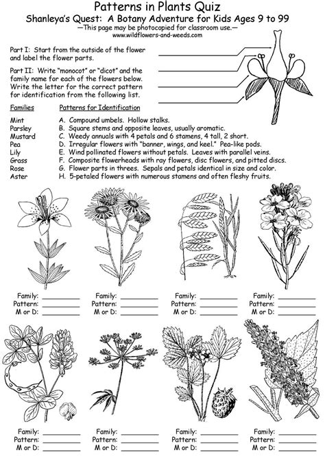 Outdoor Skills Curriculum Guide Lesson Plans Science Biology Botany