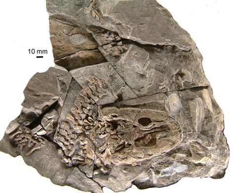 Acanthostega Fossil