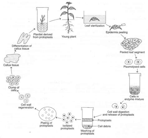 Protoplast Culture Isolation