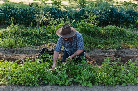 Farming & Sustainability - Oliver's