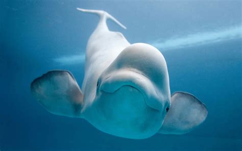 Beluga whale wallpaper | 1920x1200 | #11678