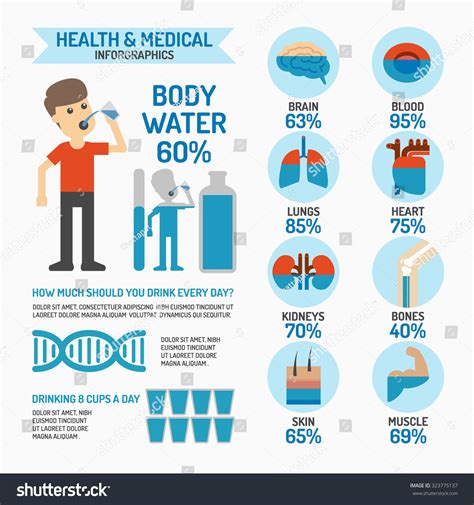 Body Water Infographics Stock Vector Illustration 323775137 Shutterstock