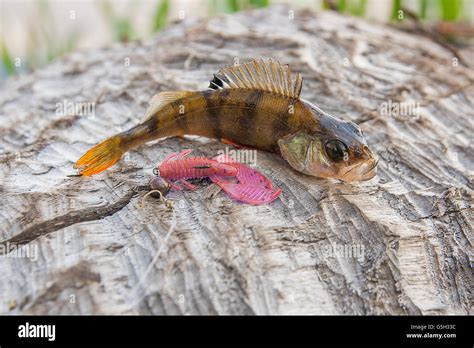 Perch Fish Just Taken From The Water On Natural Background Perch Fish