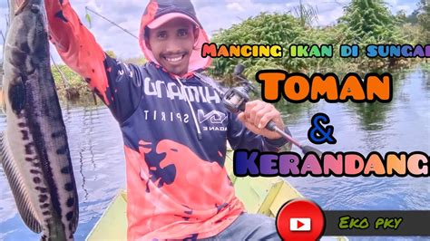 Mancing Toman Kerandang Di Sungai Youtube