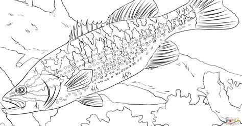 Fish Scales Coloring Coloring Pages