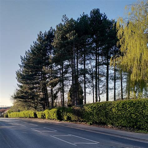 Pine Trees By Wigston Road Potters A J Paxton Cc By Sa