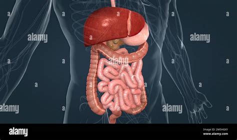 Le Système Digestif Humain Se Compose Du Tractus Gastro Intestinal Et Des Organes Digestifs