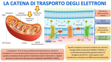 Mare Pranzo Cotone Catena Respiratoria Biochimica Ozono Innocente Spazzare