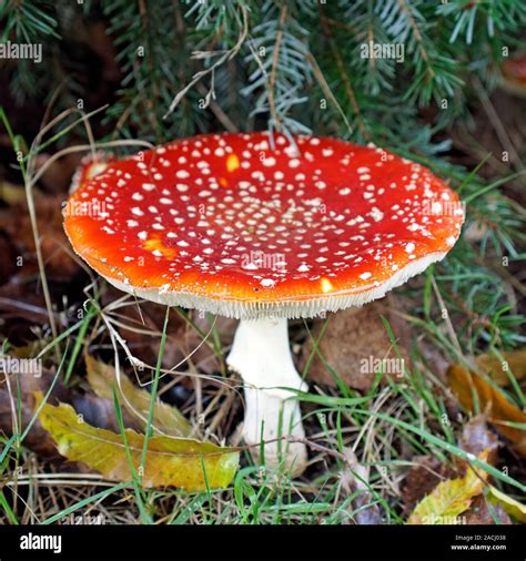 Closeup Of A Mature Amanita Muscaria Or Fly Amanita Mushroom Growing On