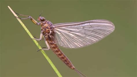 The Annual Swarms Of Shad Flies Are Back In North Bay Sudbury Cbc News