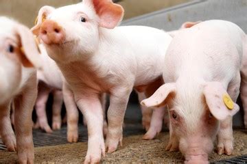 Crecieron Las Exportaciones De Carne Porcina En El Primer Semestre