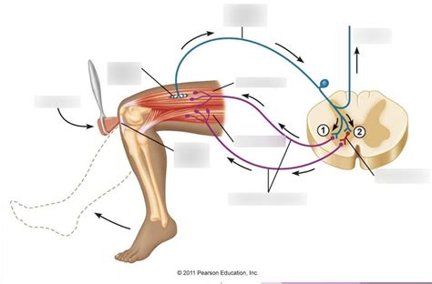 Reflex Arc Diagram Quizlet