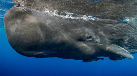 500 ezer eurót érő „úszó aranyat” találtak egy elpusztult bálnában