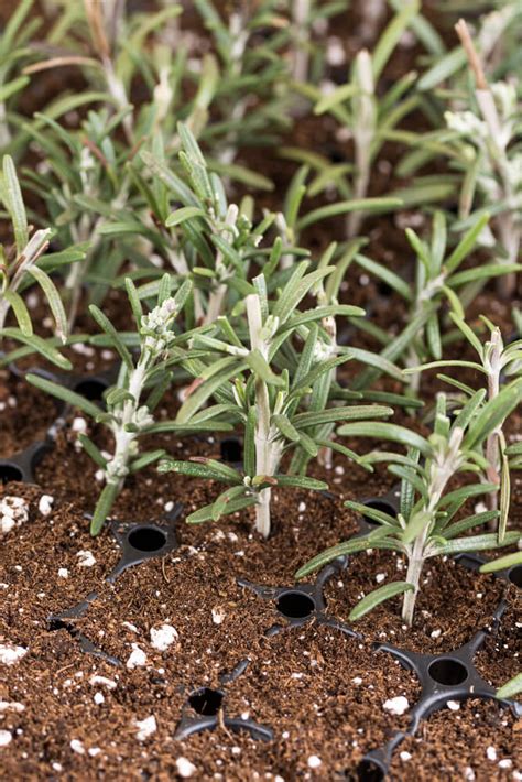 How To Grow A Rosemary Hedge (Complete Guide)