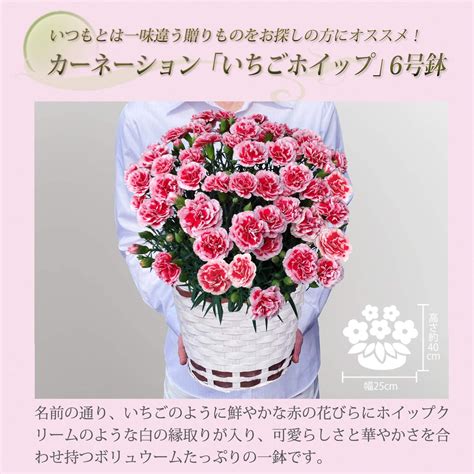 母の日 花 鉢植え カーネーション プレゼント 花鉢 母の日ギフト いちごホイップ お父さんお母さんに贈りたいお母さんに感謝の気持ちを