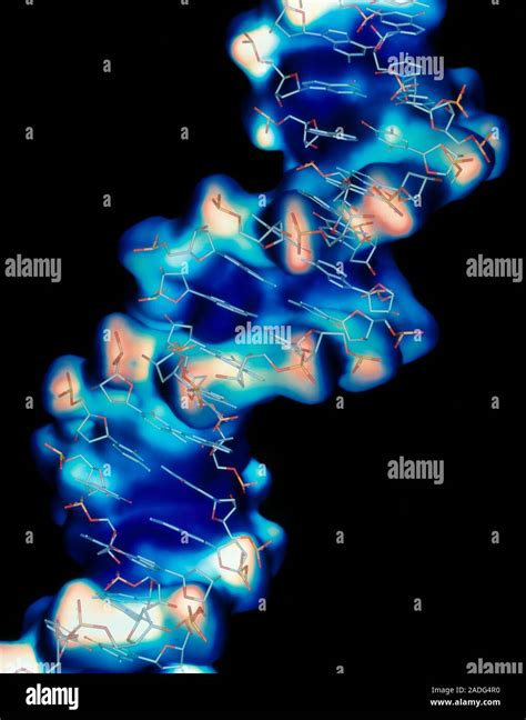 El ADN Equipo De Ilustraciones De Una Silueta De La Parte De La