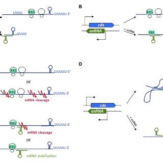 Mechanisms Of Action Used By Trans Encoded Srnas A In