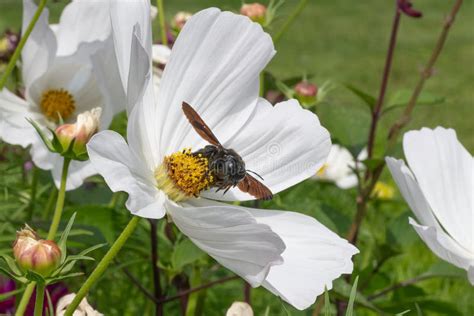 Garden Cosmos Bipinnatus Sonata White Flower With Carpenter Bee