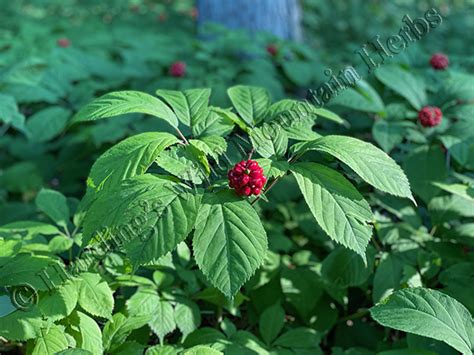 Forest Grown American Wild Simulated Ginseng And Goldenseal Herbal