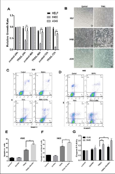 Comparing Apoptosis Induced In Lung Cancer H460 And A549 Cell Line