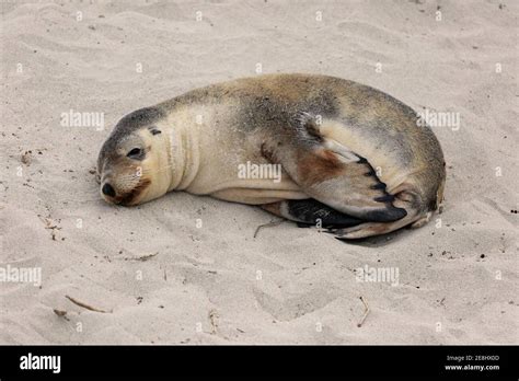 Australian sea lion (Neophoca cinerea), juvenile, on the beach, Seal ...