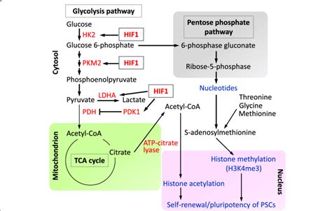 Glycolytic metabolism and its functional relevance in PSCs. Acetyl-CoA,... | Download Scientific ...