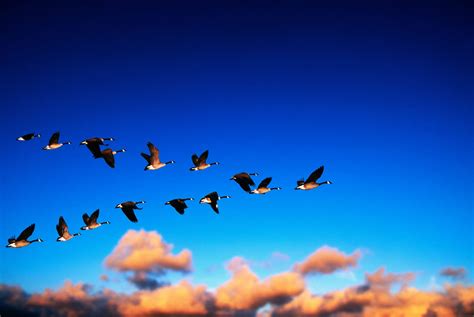 Migratory Birds Wallpapers - Wallpaper Cave