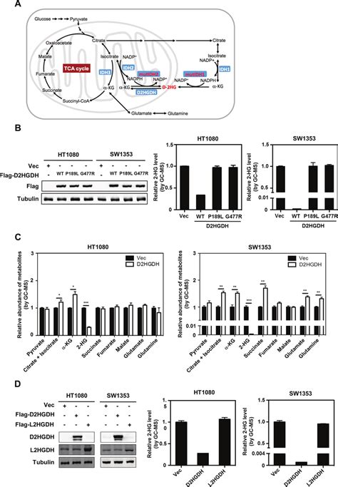 Ectopic Expression Of D Hgdh Reduces D Hg In Idh Mutated Cancer