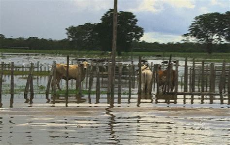 Rede Globo Redeamazonica Cheia Afeta Da Produ O Agr Cola De