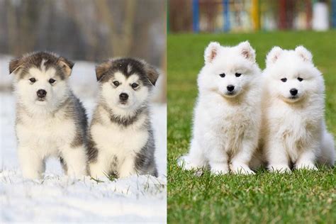 Alaskan Malamute Vs Samoyed Whats The Difference • Hellobark