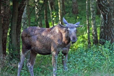 O P Ywa W Zalewie Zemborzyckim Nie Skorzysta Z Pomocy Stra Ak W