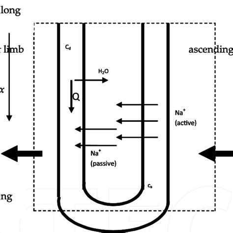 Schematic diagram showing both the countercurrent multiplier process in ...