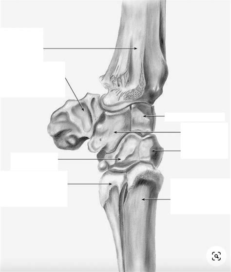 Anatomy Of Carpus 2 Diagram Quizlet