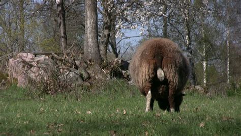 Tail Of A Sheep Stock Footage Video 422908 - Shutterstock