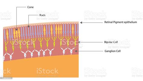 Photoreceptor Cells Illustration Photoreceptor Cells Located In The ...