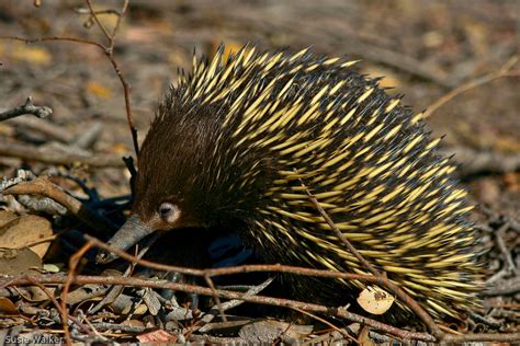 Echidna The Biggest Animals Kingdom