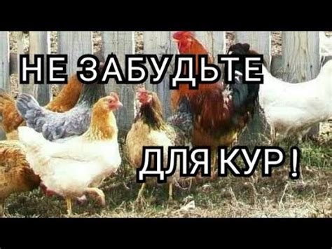 Два Необходимых Препарата для Кур Несушек Весной!//Кровь в Яйцах ...
