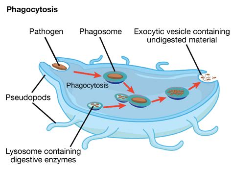 Which Option Best Completes The Diagram - Wiring Site Resource