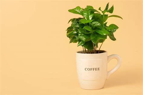 How to Grow a Coffee Plant Indoors - Plantglossary