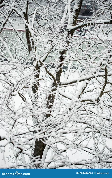 Vertical Shot Of A Naked Snowy Tree With Detailed Stems In Foggy Weather Winter Wallpaper Stock