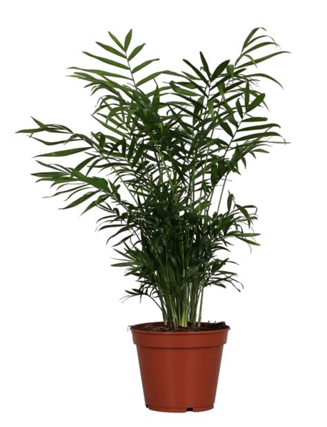 Chamaedorea Elegans 55cm Plante d intérieur La Green Touch Gamm vert