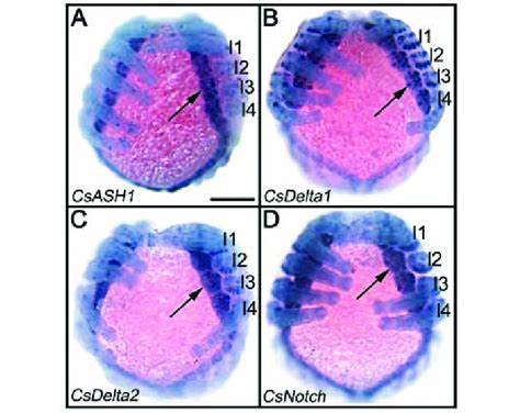 A D Expression Pattern Of The Proneural Gene Csash And The