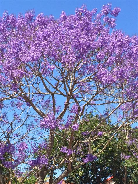 Jacaranda Tree Zone