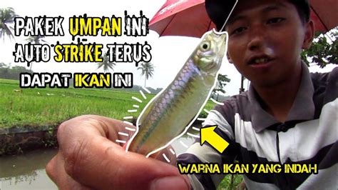 Mancing Ikan Wader Di Kali Umpan Laron Youtube