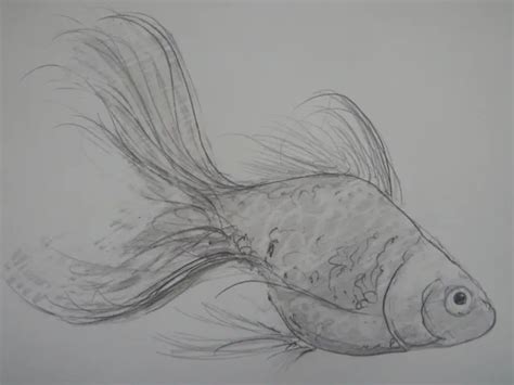 ORIGINAL PENCIL SKETCH Drawing Of A Goldfish On Ivory White Fine Grain