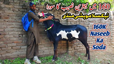 160 Ma Naseeb Ka Soda Today Bakra Mandi Taxila Latest Update 5 May