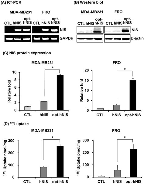 Comparative Analysis Of NIS Expression Between Cells Expressing HNIS Or