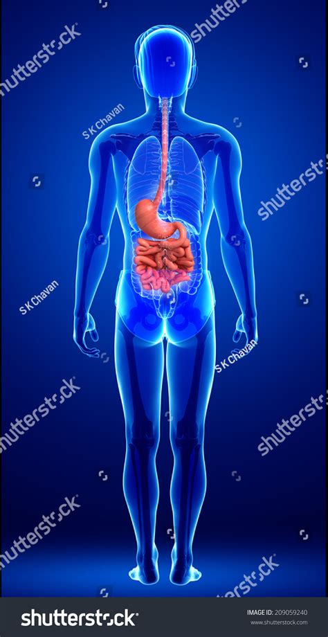 Illustration Male Small Intestine Anatomy