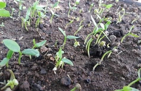 how long does it take pepper seeds to germinate