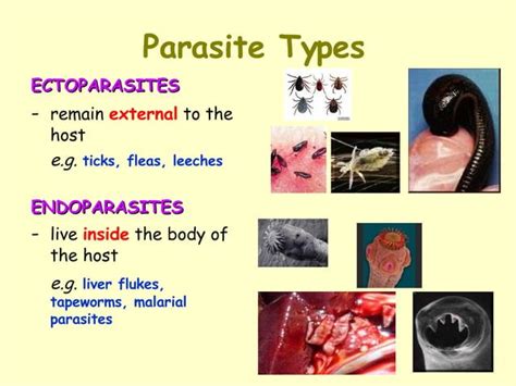 Symbiotic Relationships | PPT